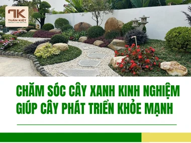 Chăm Sóc Cây Xanh Kinh Nghiệm Giúp Cây Phát Triển Khỏe Mạnh