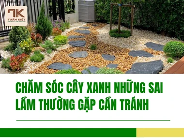 Chăm Sóc Cây Xanh Những Sai Lầm Thường Gặp Cần Tránh