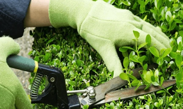 Chăm Sóc Cây Xanh Định Kỳ
